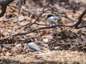 藤原木和田尾根の花と探鳥2　2022.3.28