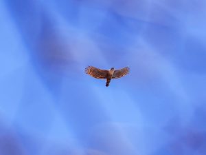 藤原木和田尾根の花と探鳥3 2022.4.5