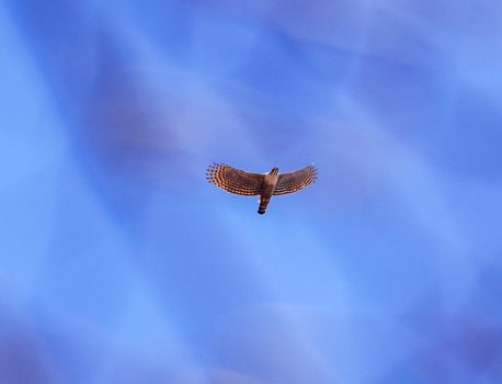 藤原木和田尾根の花と探鳥3 2022.4.5