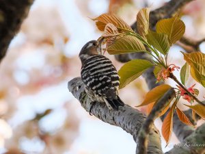 M.ZUIKO ED300mmF4 OM-1