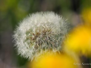 M.ZUIKO ED 300mm F4  MC14　作例