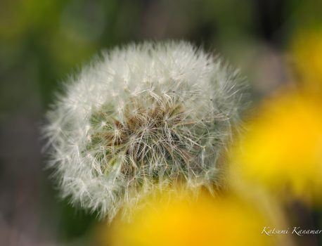 M.ZUIKO ED 300mm F4  MC14　作例