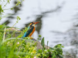 用水のカワセミ　2022.4.12