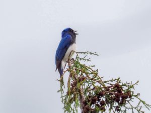 オオルリが来たよ　2022.4.13