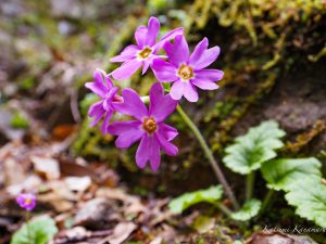 鈴鹿鎌ヶ岳花と探鳥登山　2022/4/17