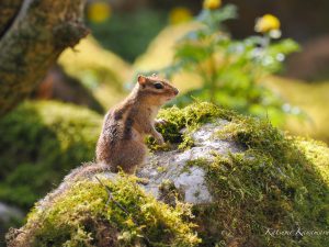 鈴鹿御池岳花と探鳥登山part2 2022/4/19