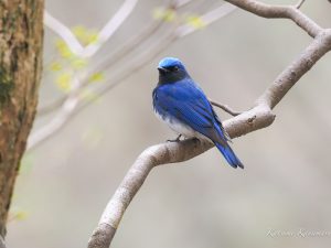 鈴鹿千種街道花と探鳥ハイク　2022/4/22