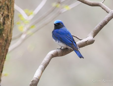 鈴鹿千種街道花と探鳥ハイク　2022/4/22