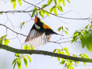鈴鹿御池岳花と探鳥ハイク Page1　2022/4/25