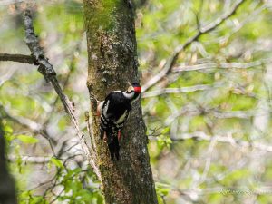鈴鹿御池岳花と探鳥ハイク Part3 2022/4/28