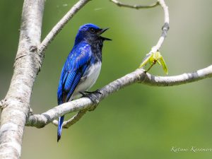 鈴鹿仙香山花と探鳥ハイク Part3 2022/4/30