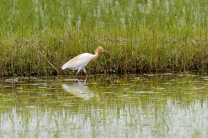 田畑で見られる野鳥　5月