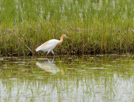田畑で見られる野鳥　5月