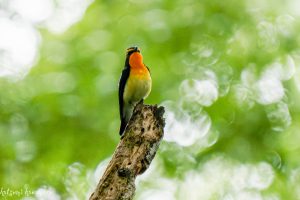 キビタキ　6月　山麓の公園