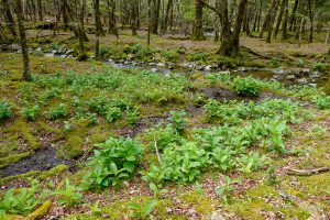 大台ヶ原西大台の散策 2022/5/7