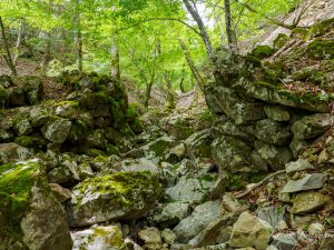 大台ヶ原トロッコ道で探鳥（大台ヶ原）Part1 2022/6/1