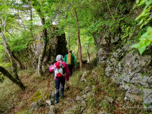 大台ヶ原トロッコ道で探鳥Part2（大台ヶ原）2022/6/8