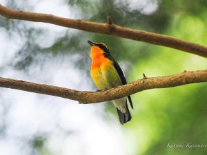 山麓の神社でキビタキ、コチドリ