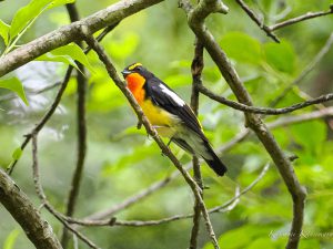 山麓の自然公園でキビタキ
