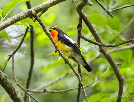 山麓の自然公園でキビタキ