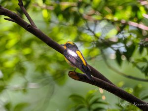 山麓の自然公園　若鳥が多い　キビタキなど