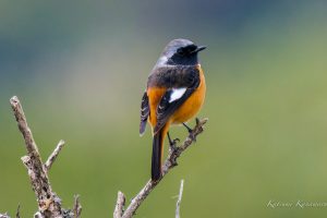 冬鳥の季節が、今年も始まった　ジョウビタキ