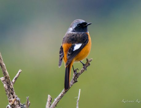 冬鳥の季節が、今年も始まった　ジョウビタキ