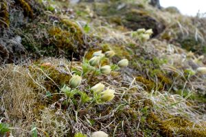 八ヶ岳小同心クラックの登攀 2022/6/18