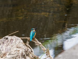 今年も冬の探鳥シーズンが始まった