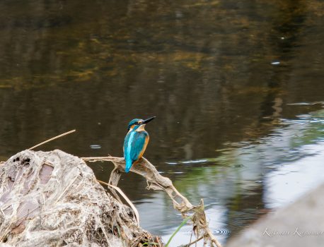今年も冬の探鳥シーズンが始まった