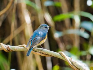 山麓の森で探鳥　2022/11/21