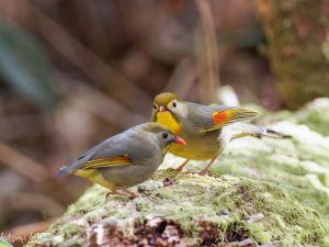 山麓の森で探鳥　2022/11/25