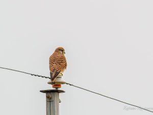 小川、山麓、農耕地で探鳥 2022/11/28