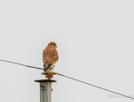 小川、山麓、農耕地で探鳥 2022/11/28
