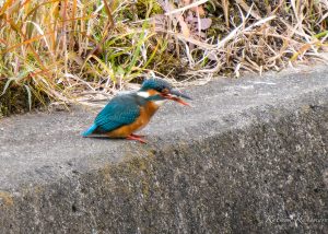 野鳥を見に行こう2023/1/6