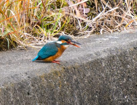 野鳥を見に行こう2023/1/6