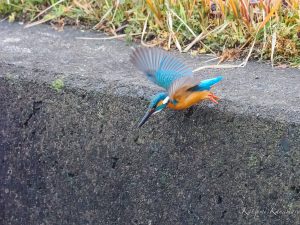 カワセミの飛び込み　2023/1/15