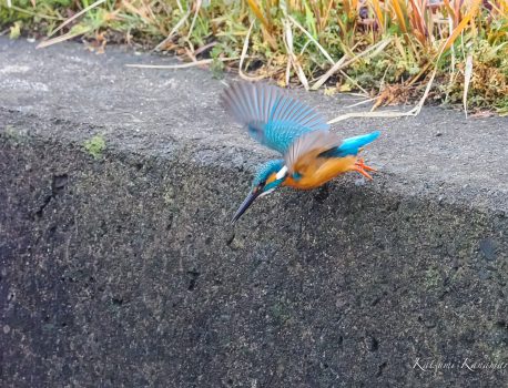カワセミの飛び込み　2023/1/15