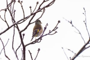 野鳥を見に行こう2023/1/15