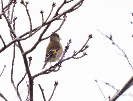 野鳥を見に行こう2023/1/15