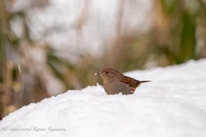 雪と野鳥　県民の森　2023/1/28