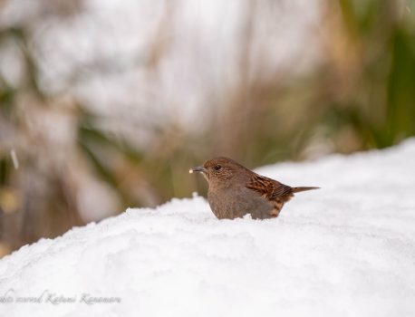 雪と野鳥　県民の森　2023/1/28