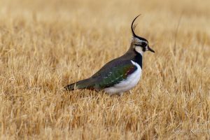 鍋田干拓地　2023/1/30　タゲリ