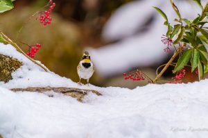 県民の森　2023/1/30
