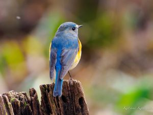 野鳥を見に行こう 山麓公園　2023/1/3