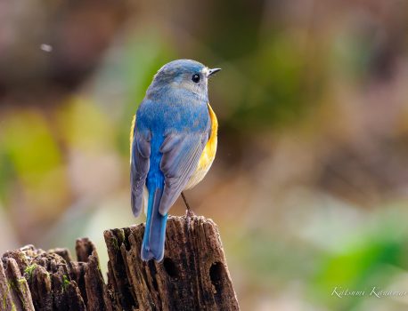 野鳥を見に行こう 山麓公園　2023/1/3