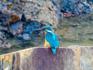 野鳥を見に行こう2023/1/10