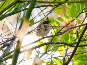 野鳥を見に行こう2023/1/11　山麓公園