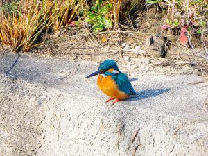 LEICA DG VARIO-ELMARIT 50-200mm / F2.8-4.0 ASPH. / POWER O.I.S.　+ 2倍テレコン　野鳥試写