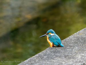 LEICA DG VARIO-ELMARIT 50-200mm / F2.8-4.0 ASPH. / POWER O.I.S.　+ 2倍テレコン　試写　その2